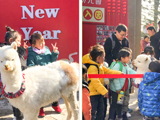 华体会平台幼儿园开展“我和羊驼交朋友”亲近自然互动体验活动